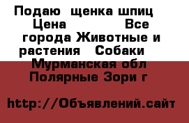 Подаю. щенка шпиц  › Цена ­ 27 000 - Все города Животные и растения » Собаки   . Мурманская обл.,Полярные Зори г.